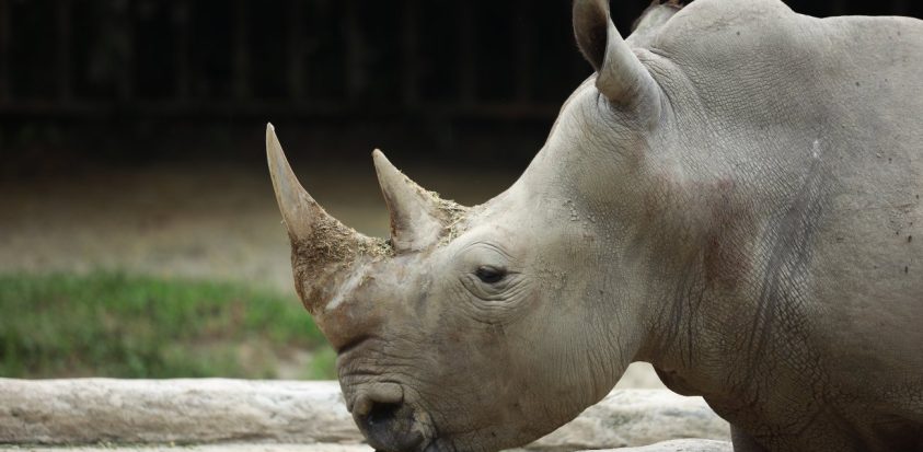 je suis le texte alternatif du rhino