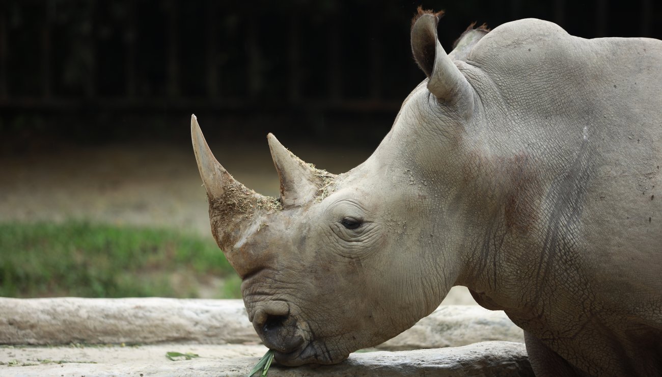 je suis le texte alternatif du rhino